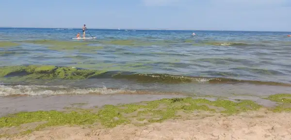Zielone glony na wodzie i plaży, mimo że kąpieliska nad morzem są zamknięte, para na desce SUP i inne wodne atrakcje.