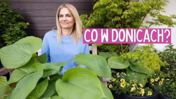 Co wsadzić do dużej donicy, aby stworzyć piękną dekorację?