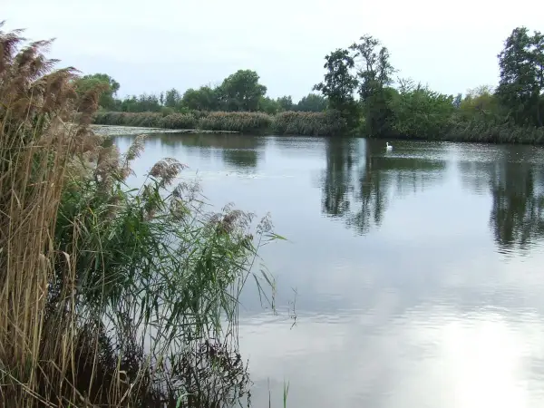 Spokojne jezioro pod morgami, otoczone trzcinami i drzewami. Na wodzie pływa biały łabędź, odbijając się w spokojnej tafli.