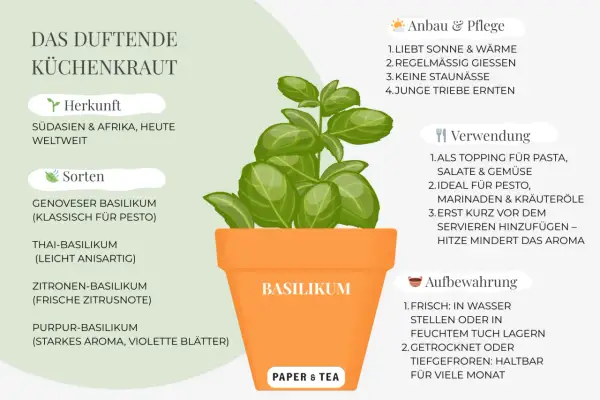 Basilikum im Topf, liebt Sonne und Wärme. Ideal für Pasta und Pesto.
