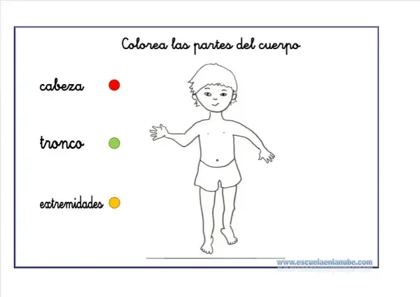 Actividades infantiles para colorear partes del cuerpo humano: cabeza, tronco y extremidades.