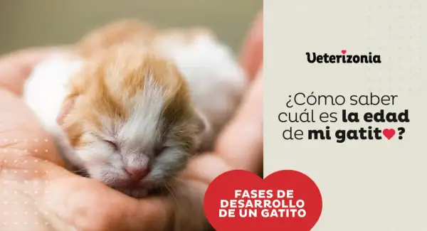 Un gatito recién nacido en una mano. El texto pregunta: "¿Cómo saber cuál es la edad de mi gatito?".