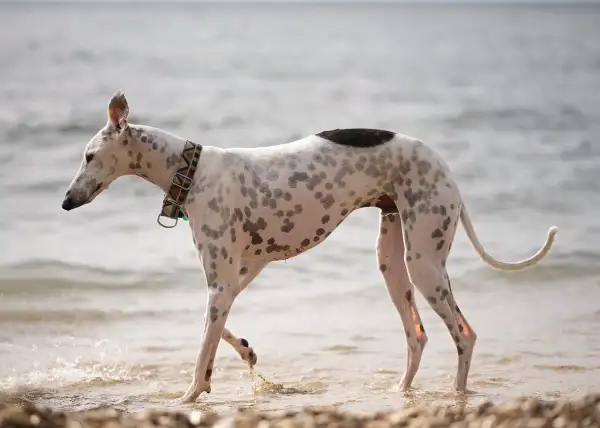Pstrokata rasa charta spaceruje po plaży, jej smukła sylwetka i plamiste futro przyciągają wzrok.