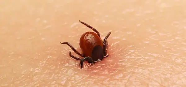 Cómo se mueren las garrapatas: métodos efectivos para eliminarlas