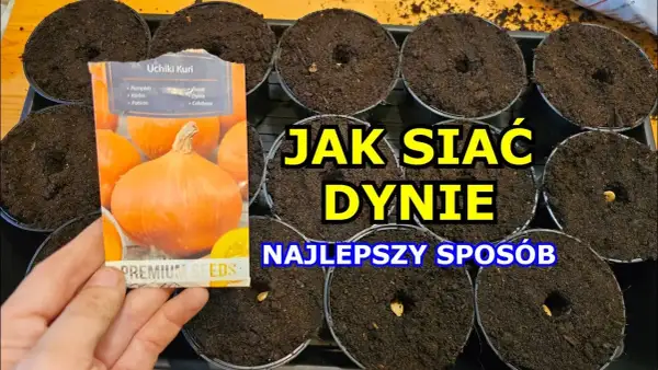 Jak siać dynie: sprawdzone metody i tajniki udanej uprawy