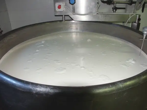 Grande vasca in acciaio inox piena di latte, pronta per la produzione casearia. Si intravede un sensore di temperatura.