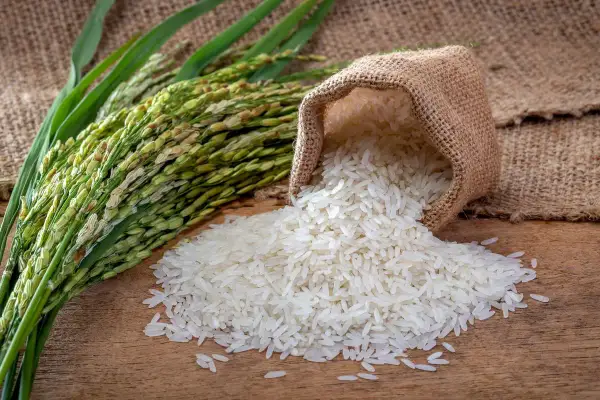 Kłosy ryżu i rozsypane ziarna z worka. Odpowiedź na pytanie: czy ryż ma gluten? Nie, ryż jest naturalnie bezglutenowy.