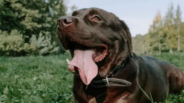 Un labrador oscuro jadea en la hierba, su lengua rosada colgando. Quizás se pregunte porque jadean los perros cuando hace calor.