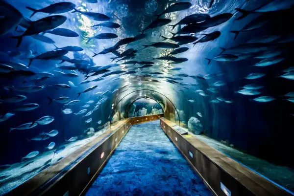 Oceanarium Poznań: Plany budowy i atrakcje, które musisz znać
