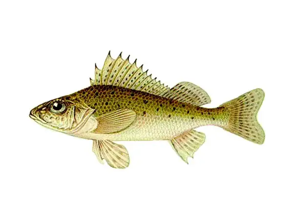 Oto rapa ryba, z zielonkawym grzbietem i ciemnymi plamkami, gotowa do pływania w czystej wodzie.