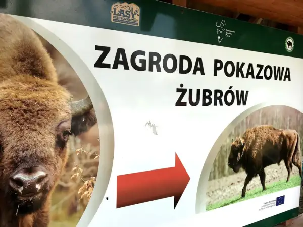 Tablica informacyjna "Zagroda pokazowa żubrów" w Bieszczadach. Widok na zbliżenie głowy żubra i drugiego żubra w oddali.