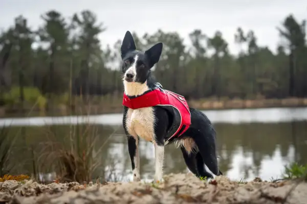Chien noir et blanc avec un gilet rouge, prêt à explorer près d'un lac où les chiens sont autorisés.