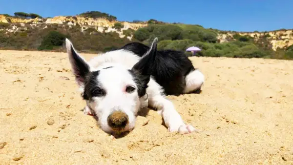 Un perro blanco y negro descansa en la arena de la playa, con colinas verdes y el cielo azul al fondo.