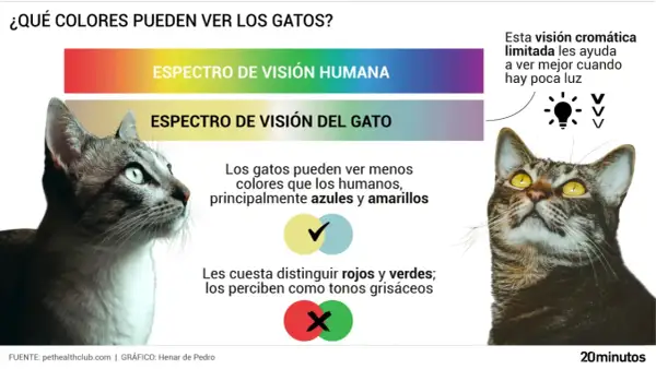 Los gatos ven menos colores que los humanos, principalmente azules y amarillos. Su visión limitada les ayuda en poca luz.