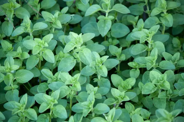 Dichtes Grün von Oregano-Pflanzen. Der ideale Oregano standort ist sonnig und trocken, was sich in diesem üppigen Wuchs widerspiegelt.