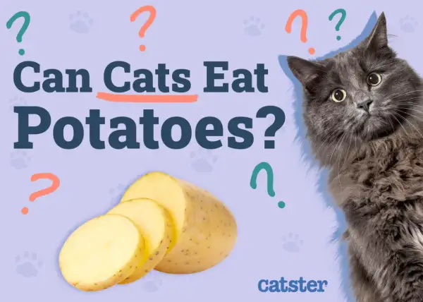 A fluffy gray cat looks curiously at sliced potatoes, with the question "Can cats eat potatoes?" prominently displayed.