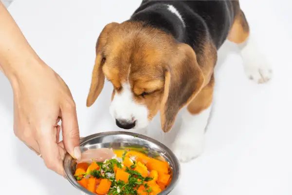 Un cachorro beagle huele un cuenco de comida casera con zanahoria y pollo. ¡La lechuga es buena para los perros!