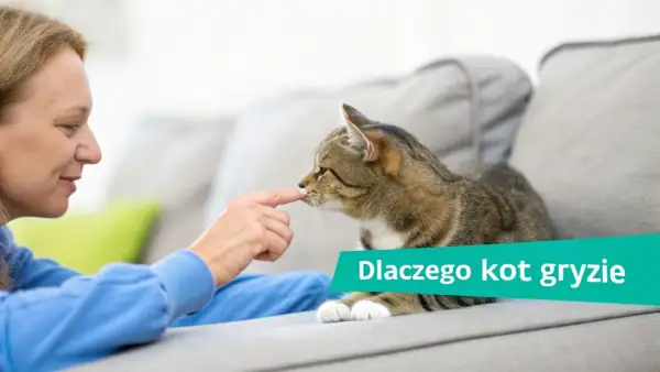 Kobieta delikatnie dotyka nosa kota, który leży na kanapie. Dowiadujemy się, dlaczego kot gryzie.