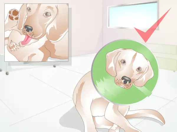 Perro con collar isabelino, recuperándose. La castración trae beneficios para su salud y comportamiento.