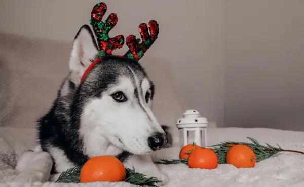 Słodki husky w świątecznych rogach renifera, z mandarynką dla psa i gałązkami iglaków.