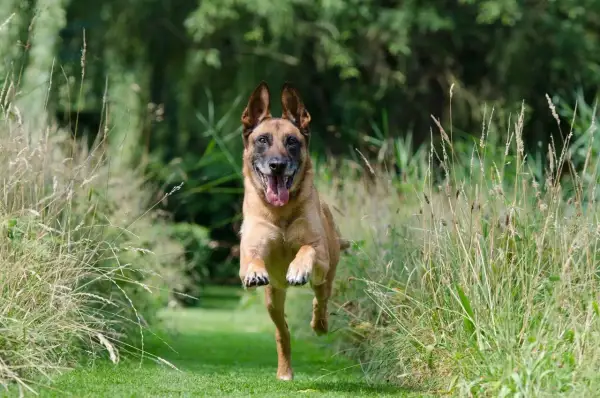 Szczęśliwy pies rasy malinois biegnie przez łąkę. Może właśnie ucieka od właściciela, bo czeka go kąpiel?