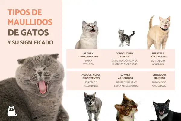 Gatos de diferentes razas y expresiones, explicando porque maullan los gatos. Se muestran maullidos agudos, cortos, fuertes, suaves y gritados, con sus significados.