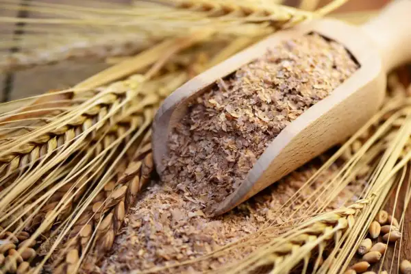 Holzschaufel mit gequetschter Gerste, umgeben von Ähren. Ein gesundes Futter für jedes Pferd.