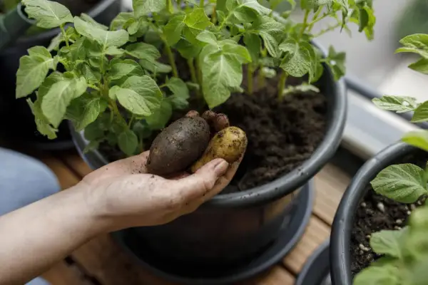 Hand håller upp färskpotatis från en hink, redo att odla potatis i hink till midsommar.