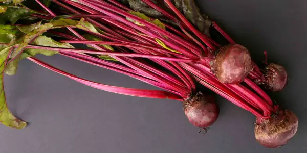 Rote Bete mit grünen Blättern und roten Stielen. Eine Frage, die sich viele Hundehalter stellen: Darf ein Hund rote Beete essen? Ja, in Maßen.