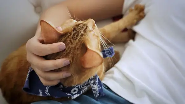 Por qué los gatos amasan a las personas y qué significa este gesto