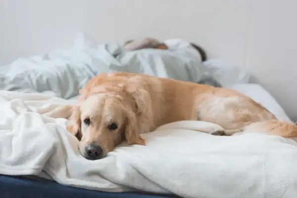 Złoty retriever leży na łóżku, zastanawiając się, czy psy mają sny. Jego głowa spoczywa na miękkim kocu, a oczy są lekko przymknięte.
