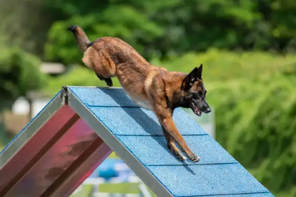 Ein agiler Malinois Australian Shepherd Mix springt über eine blaue Rampe bei einem Agility-Wettbewerb.