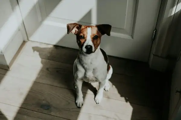 Siedzący piesek rasy Jack Russell Terrier, z uwagą wpatrujący się w obiektyw. Słońce rzuca na niego ciekawe cienie, podkreślając jego sylwetkę i sugerując przełomy behawioralne u psa.
