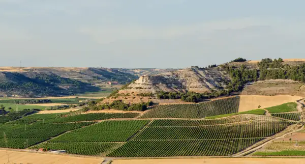 Paisaje de viñedos en terrazas y colinas secas, ideal para descubrir qué ver en Ribera del Duero.
