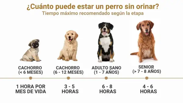 Un cachorro de 4 meses puede aguantar 1 hora por mes de vida. La imagen muestra perros de distintas edades y cuánto tiempo pueden estar sin orinar.