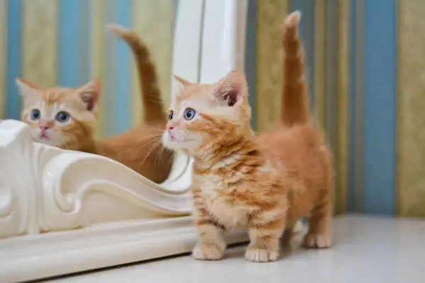 Un adorabile gatto munchkin arancione con occhi azzurri guarda il suo riflesso in uno specchio.