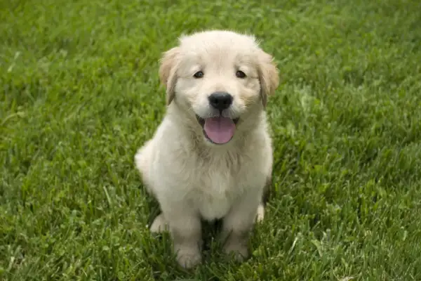 Un adorable cachorro golden retriever, con su lengua afuera, sentado en el césped. ¡Un momento tierno antes de que un perro deje de ser cachorro!