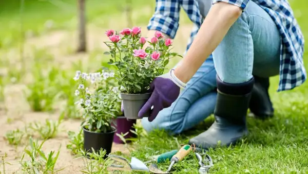Gartenpflege-Tipps: Eine Person in Jeans und Gummistiefeln pflanzt eine Rose. Gartengeräte liegen bereit.