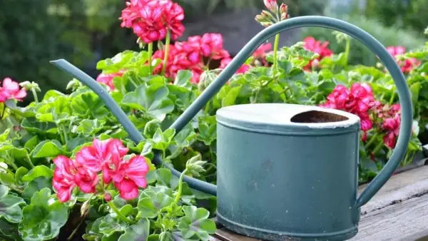 Jak podlewać pelargonie na balkonie, aby uniknąć ich usychania