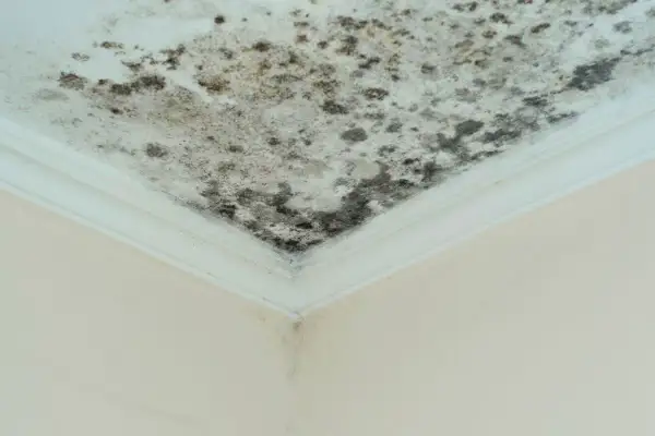 Moisissure noire sur un plafond blanc, signe d'un taux humidité maison 70%. Le coin de la pièce est touché.