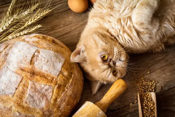 Puszysty kot leży obok bochenka chleba, jajek i kłosów pszenicy. Czy kot może jeść chleb? To pytanie nurtuje wielu właścicieli.
