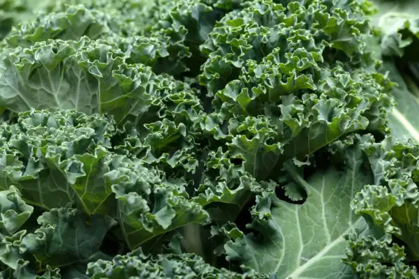 Zielony, pofałdowany jarmuż, pełen witamin i minerałów. Jego jarmuż właściwości zdrowotne czynią go superfood.