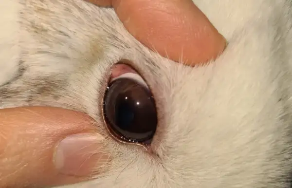 Ein Finger hält das Augenlid eines Kaninchens, um verklebte Augen zu reinigen.