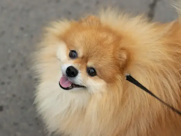 Un adorable perro pomerania con pelaje dorado y ojos curiosos mira hacia arriba, con la lengua fuera y una correa negra.