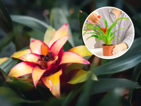 Kwiat bromelia w pełnym rozkwicie, z płatkami w odcieniach żółci i czerwieni. W okręgu widać, jak ktoś podlewa mniejszą bromelię.