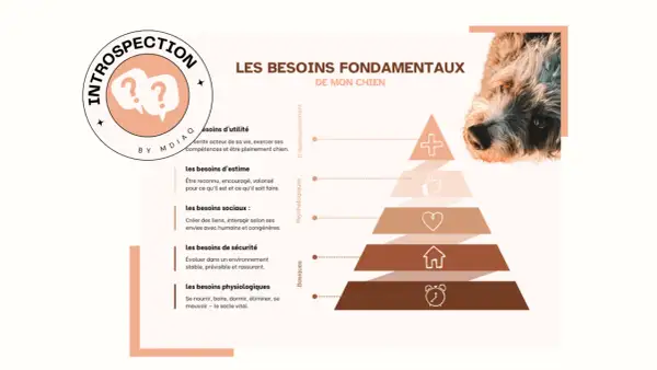Pyramide des besoins fondamentaux de mon chien : utilité, estime, sociaux, sécurité, physiologiques. Comprendre le besoin du chien pour son bien-être.