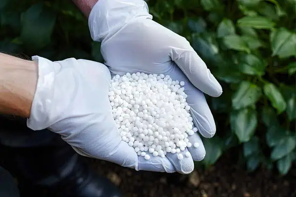 Ręce w białych rękawiczkach trzymają białe granulki. Zastanawiasz się, ile siarczanu amonu na 10 l wody potrzebujesz do nawożenia?