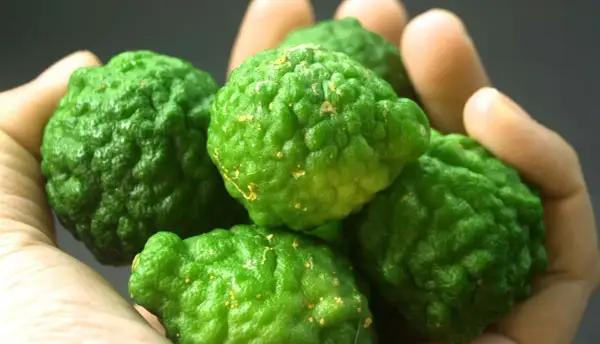 Fünf grüne Kaffirlimetten liegen in einer Hand. Ihre raue Schale und die gelben Flecken deuten auf die vielfältige bergamotte verwendung in der asiatischen Küche und Aromatherapie hin.