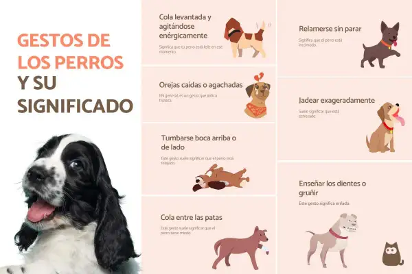 Un Cocker Spaniel sonríe en la imagen principal, mientras que otras ilustraciones muestran gestos caninos y sus significados. Los perros sonríen cuando están felices.