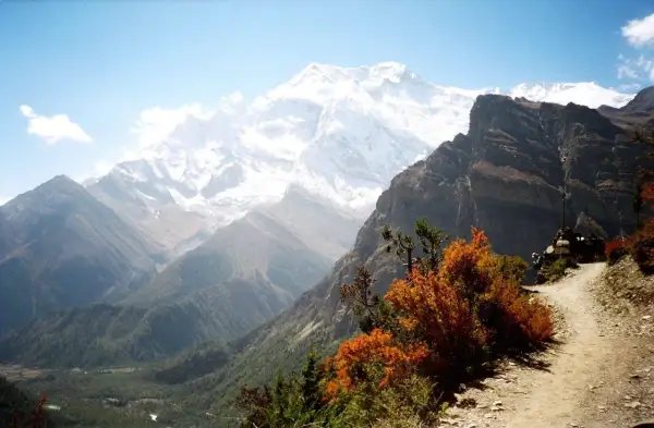 Herbstliche Farben im Vordergrund, dahinter majestätische schneebedeckte Gipfel. Ein Pfad schlängelt sich durch die Landschaft. Nepal im November.
